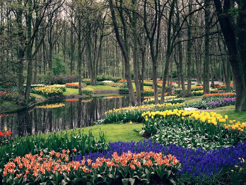 Colorful tulip garden by a pond