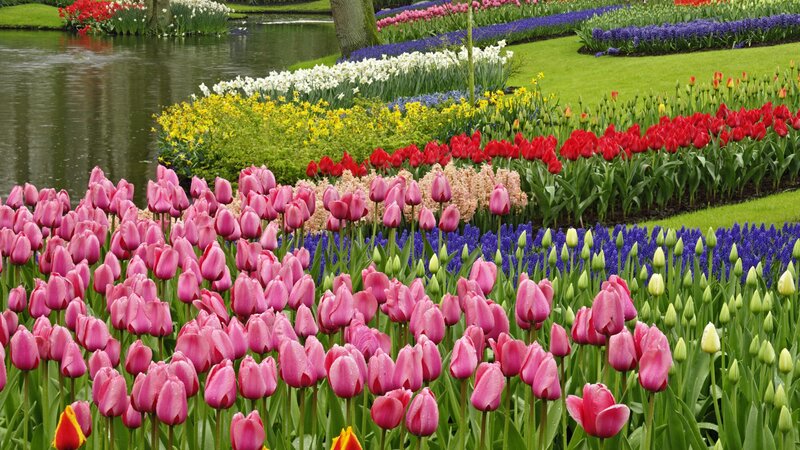 Colorful tulip garden by a pond