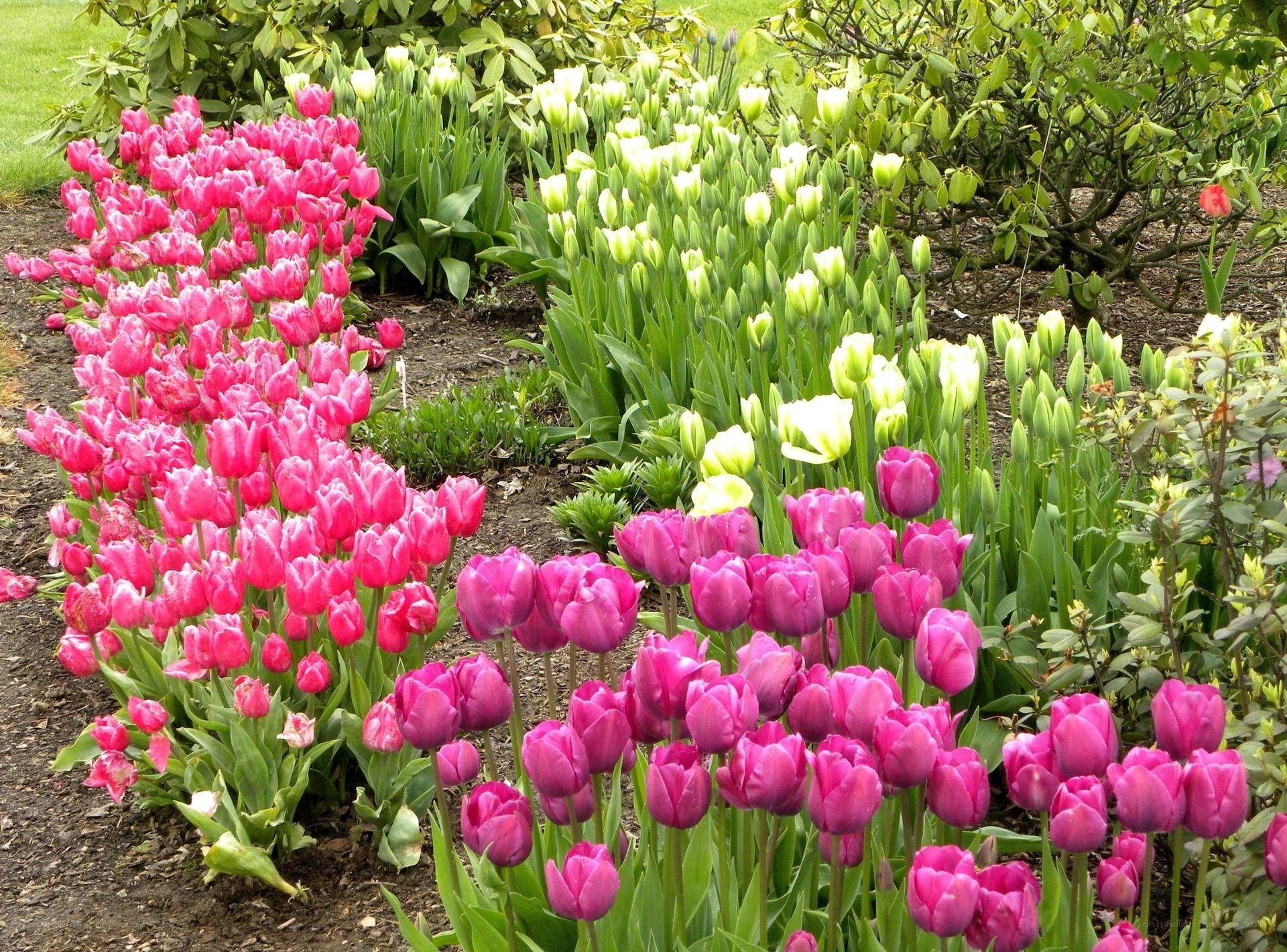 Colorful tulip garden display