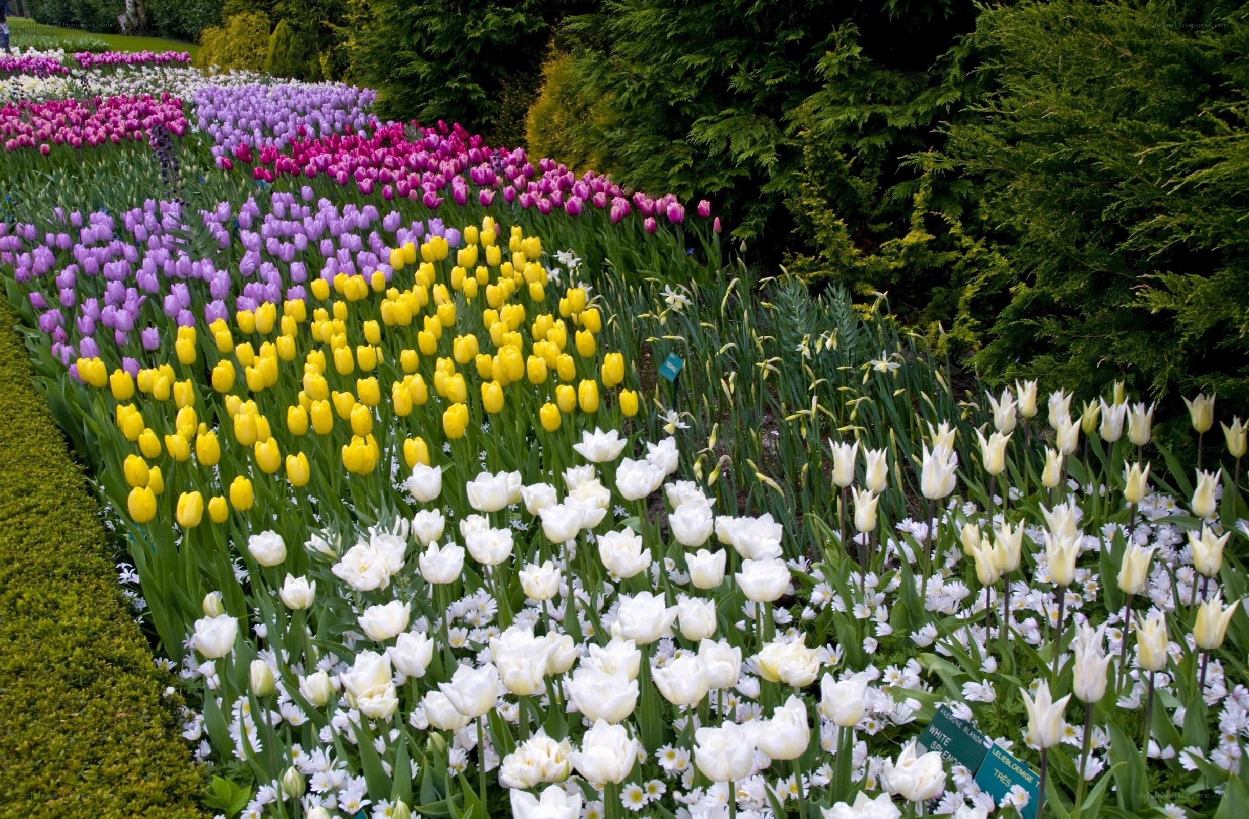 Colorful tulip garden display