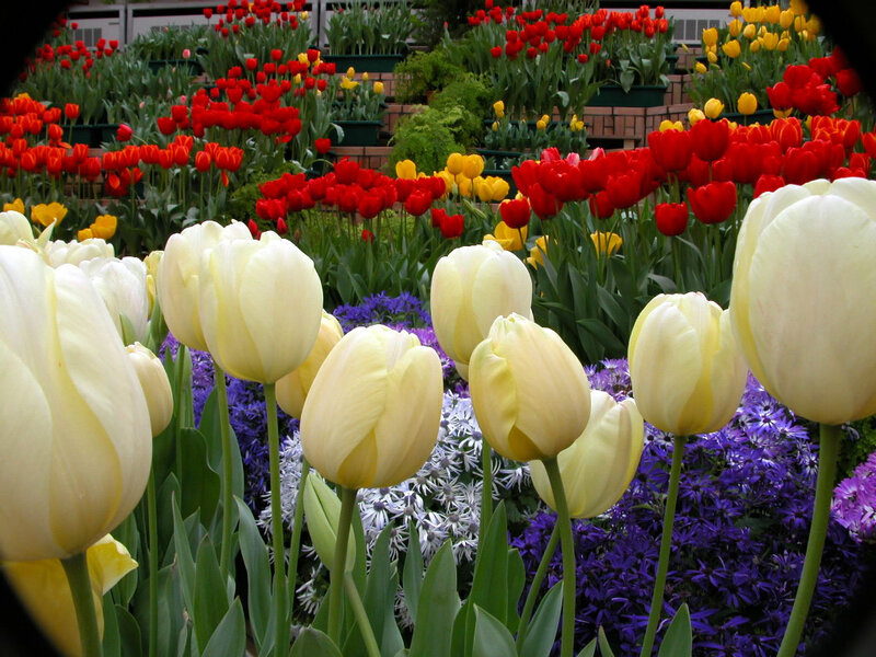 Colorful tulip garden display
