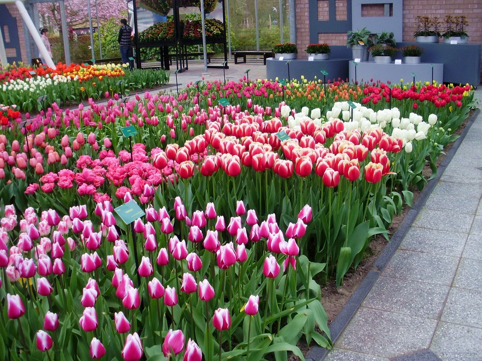 Colorful tulip garden display