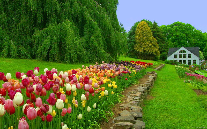 Colorful Tulip Garden — Green