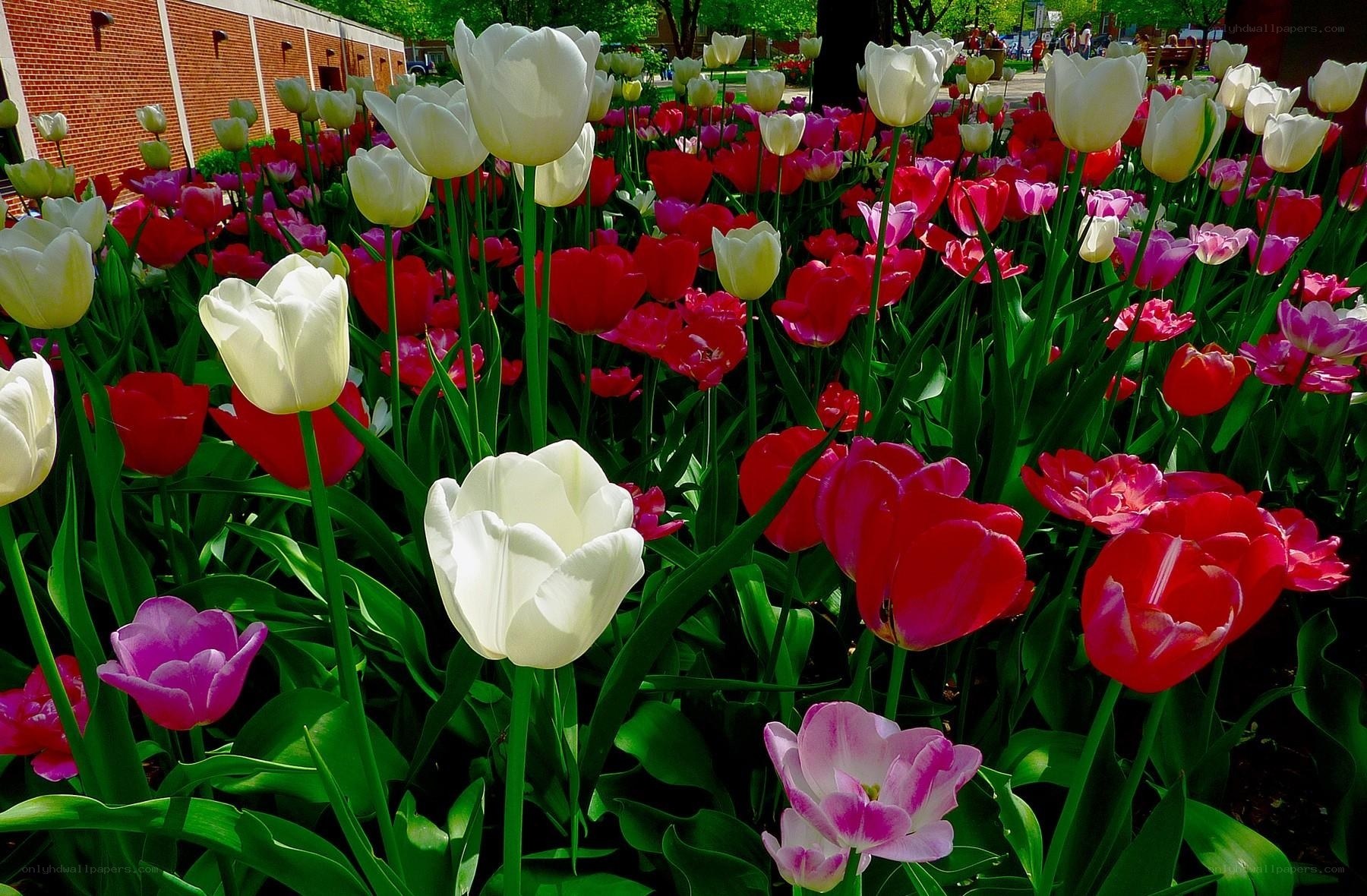 Colorful tulip garden in bloom
