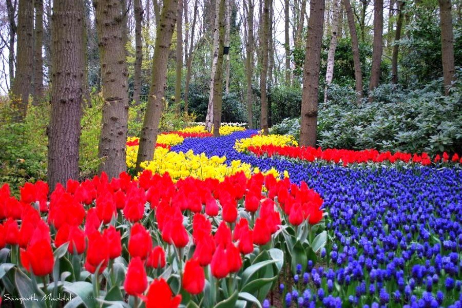 Colorful tulip garden in forest