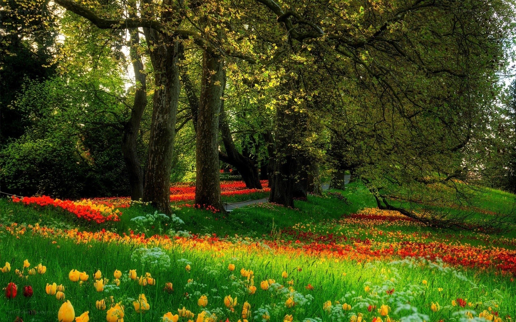 Colorful tulip garden in forest