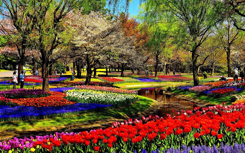 Colorful tulip garden in spring