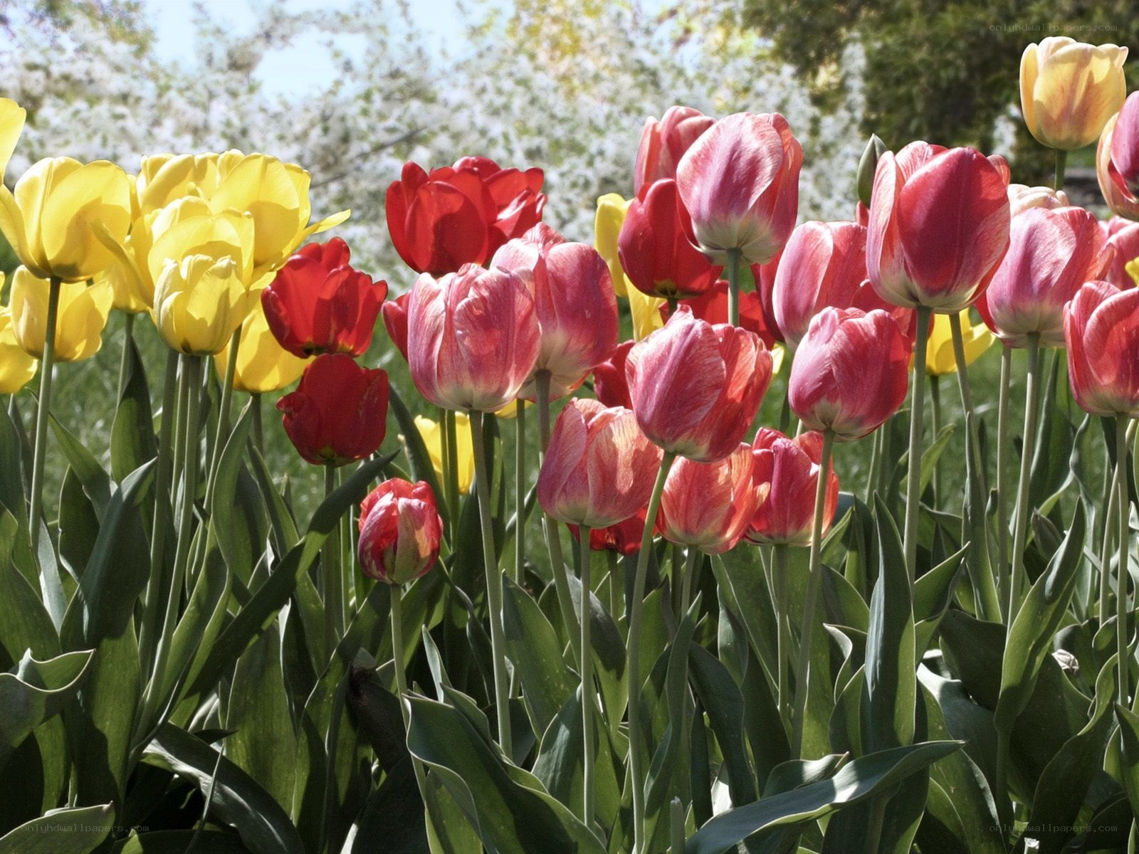 Colorful tulip garden in spring