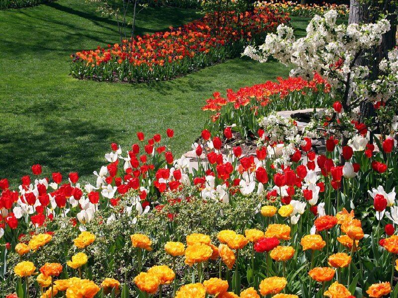Colorful tulip garden in spring