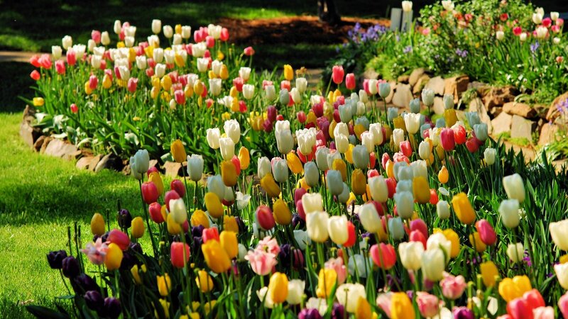 Colorful tulip garden in spring