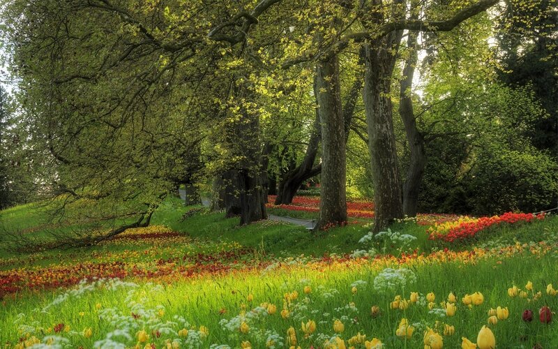 Colorful tulip garden in spring