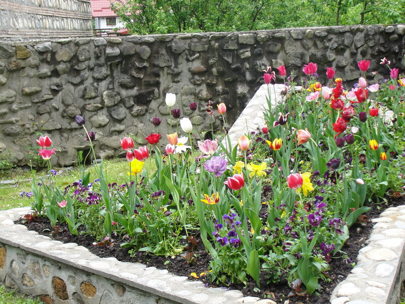 Colorful tulip garden in stone planter