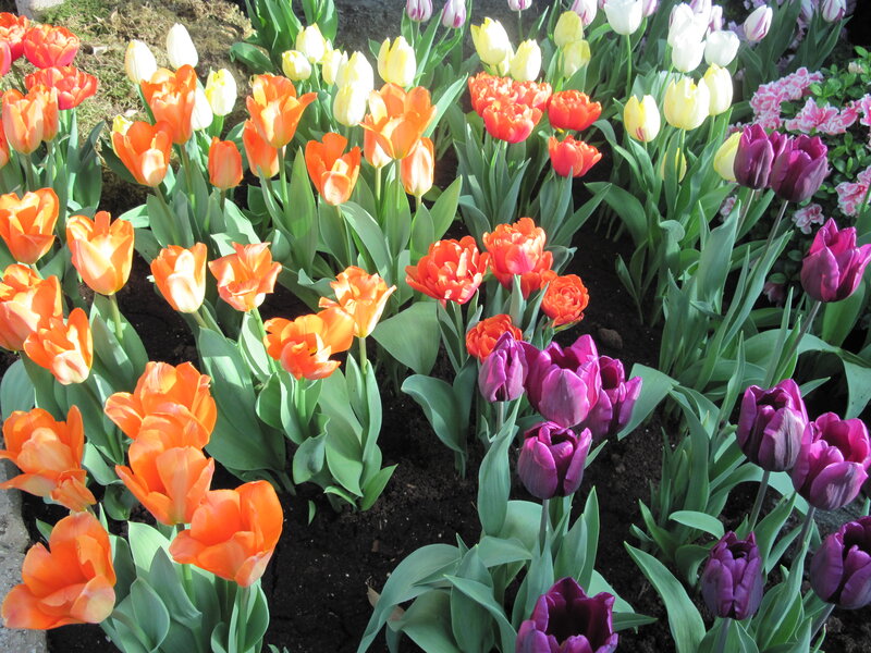 Colorful Tulip Garden — Orange