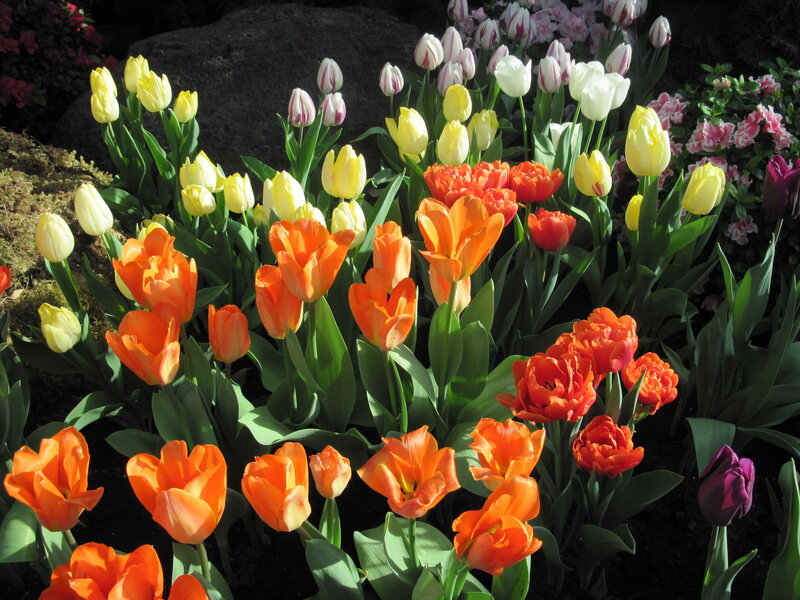 Colorful Tulip Garden — Orange, Vibrant