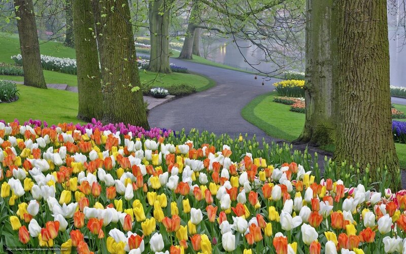Colorful tulip garden path