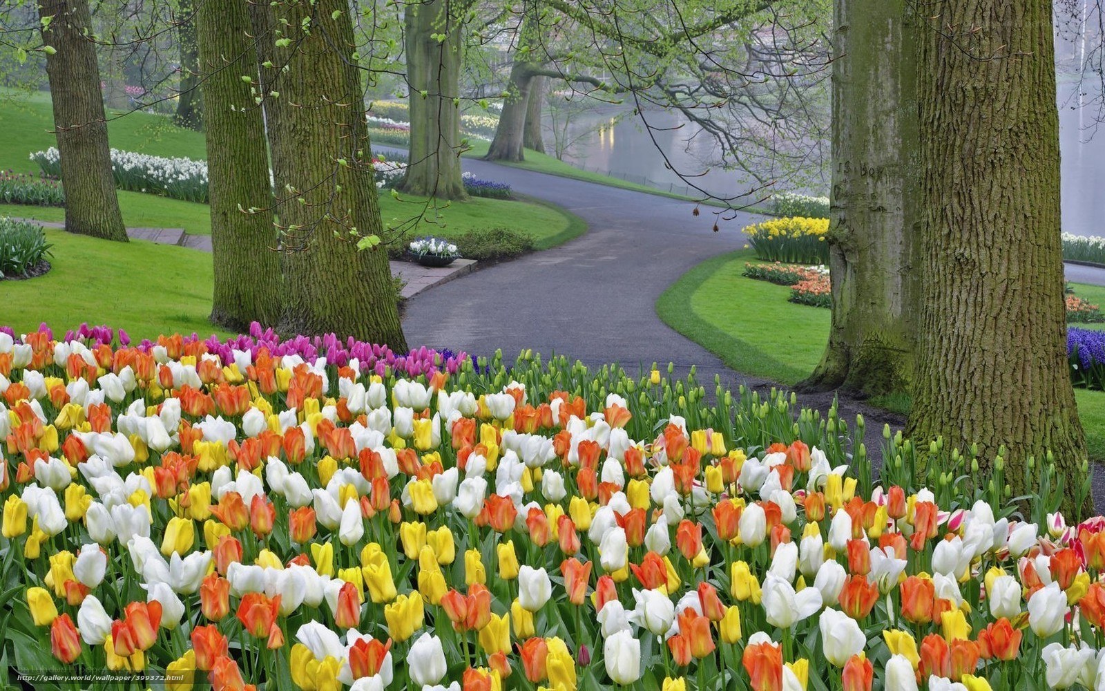 Colorful tulip garden path