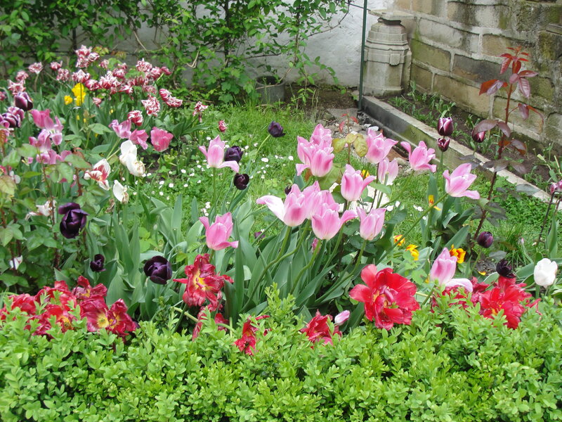 Colorful Tulip Garden — Pink, Serene, Spring, Photograph, Flowers, Bushes