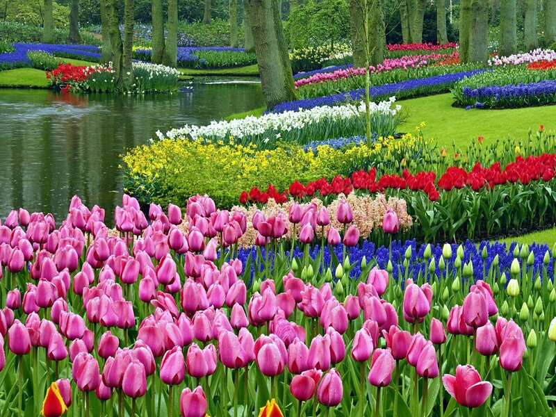 Colorful Tulip Garden — Pink, Serene, Spring, Photograph, Pond