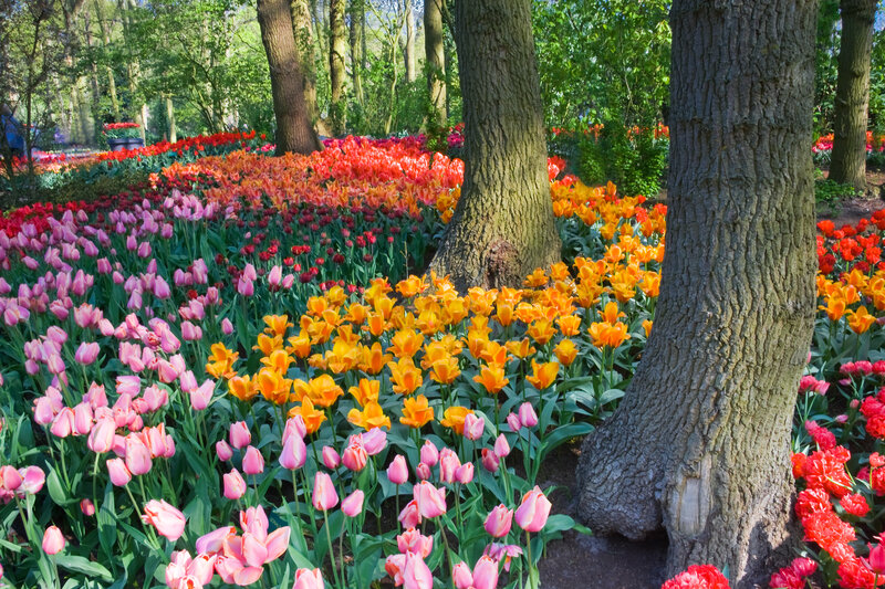 Colorful Tulip Garden — Pink, Serene, Spring, Photograph, Trees