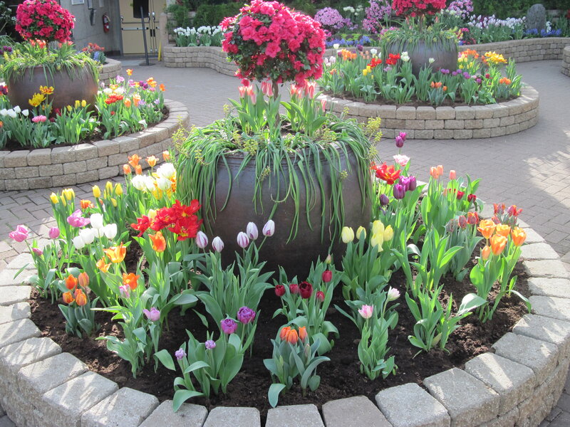 Colorful Tulip Garden — Pink, Serene, Spring