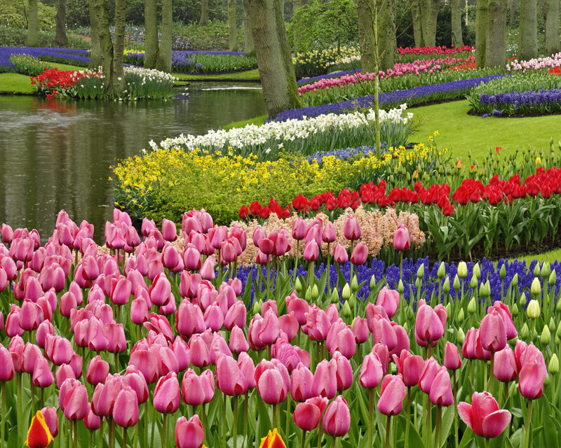 Colorful Tulip Garden — Pink, Serene