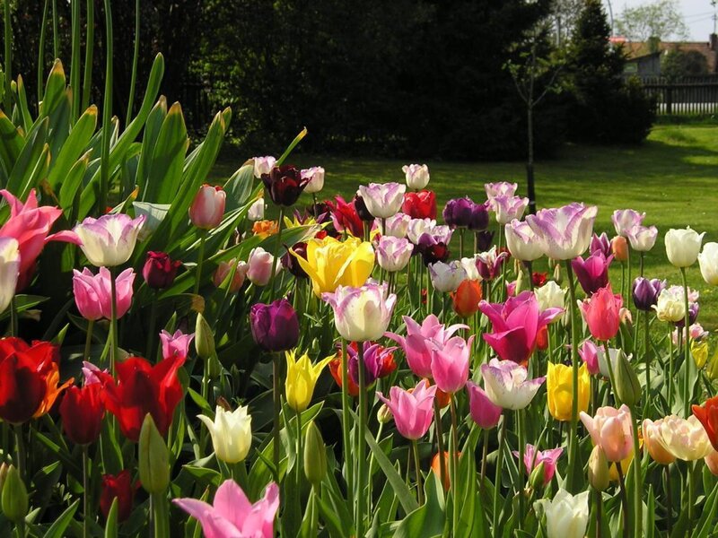 Colorful Tulip Garden — Pink