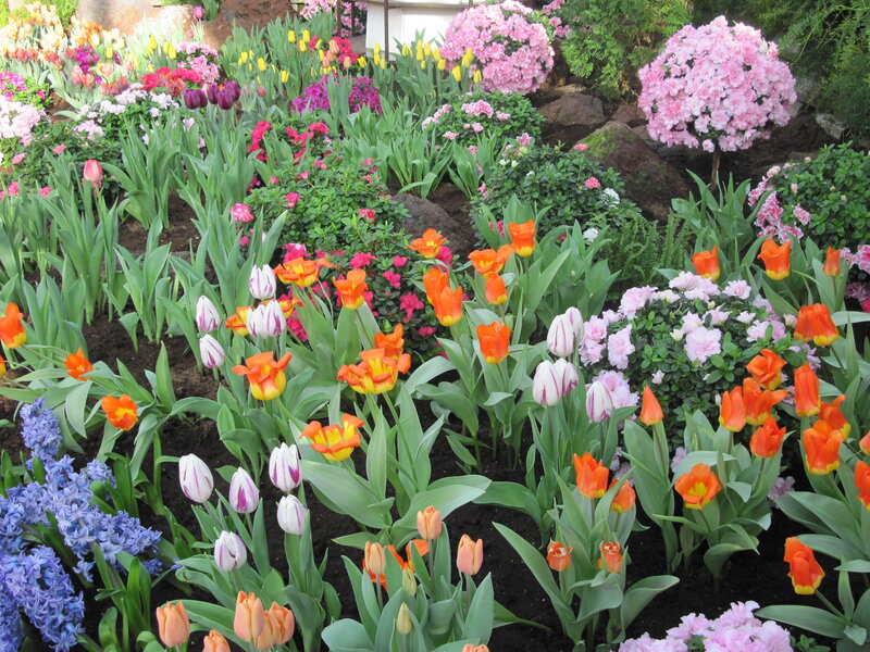 Colorful Tulip Garden — Pink, Vibrant, Spring