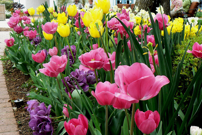 Colorful Tulip Garden — Pink, Vibrant