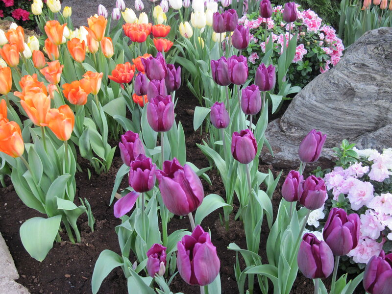 Colorful Tulip Garden — Purple, Serene, Spring
