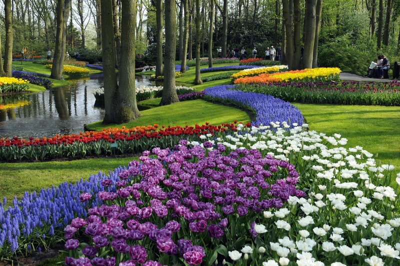 Colorful Tulip Garden — Purple, Serene