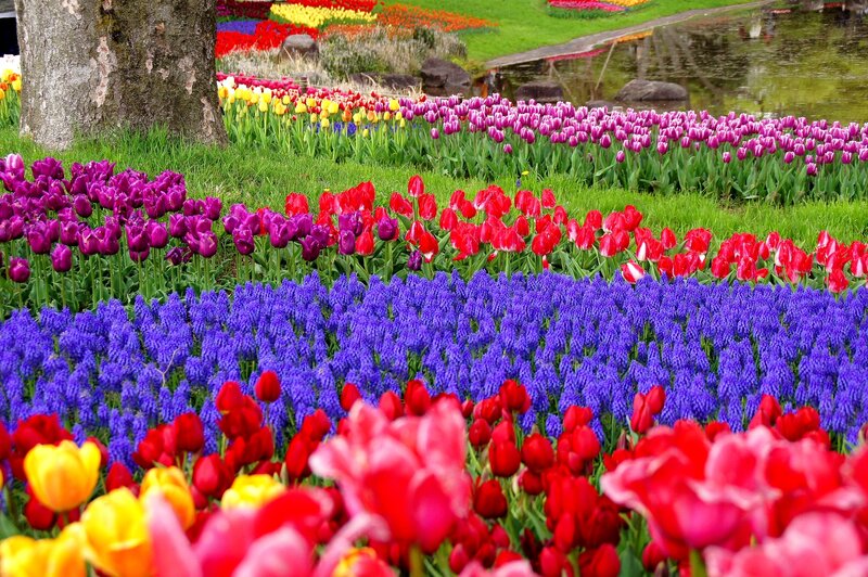 Colorful Tulip Garden — Purple, Vibrant, Spring