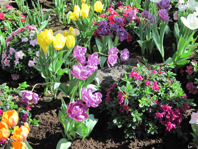Colorful Tulip Garden — Purple, Vibrant