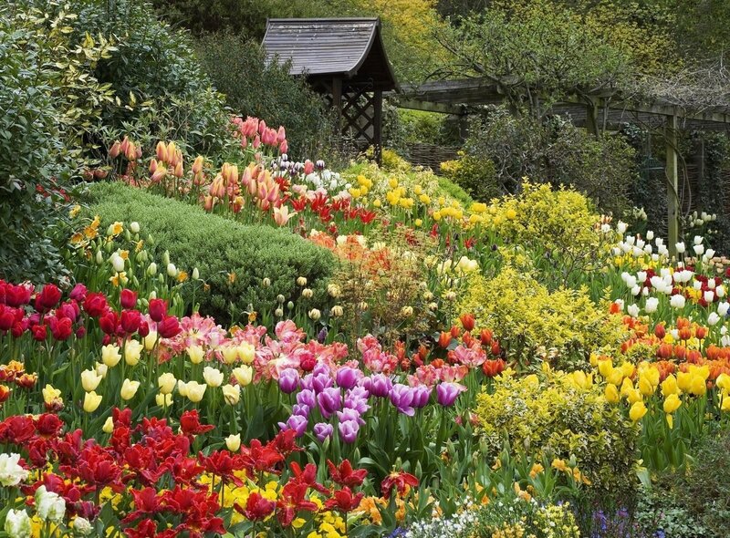 Colorful Tulip Garden — Red, Serene, Spring, Photograph, Flowers