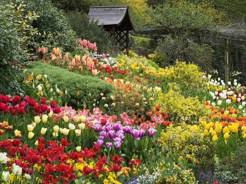 Colorful Tulip Garden — Red, Serene, Spring, Photograph, Garden Shed, Bushes
