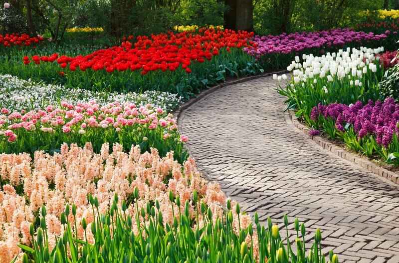 Colorful Tulip Garden — Red, Serene, Spring, Photograph, Path