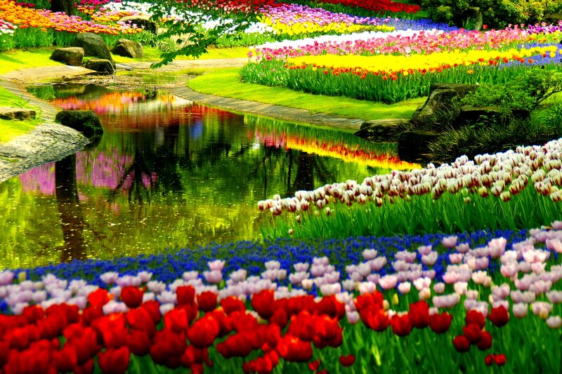 Colorful Tulip Garden — Red, Serene, Spring, Photograph, Pond