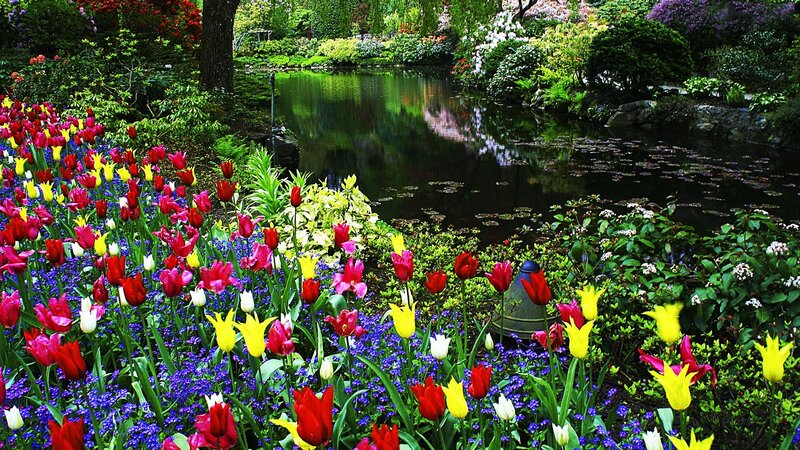 Colorful Tulip Garden — Red, Serene, Spring, Photograph, Pond, Trees