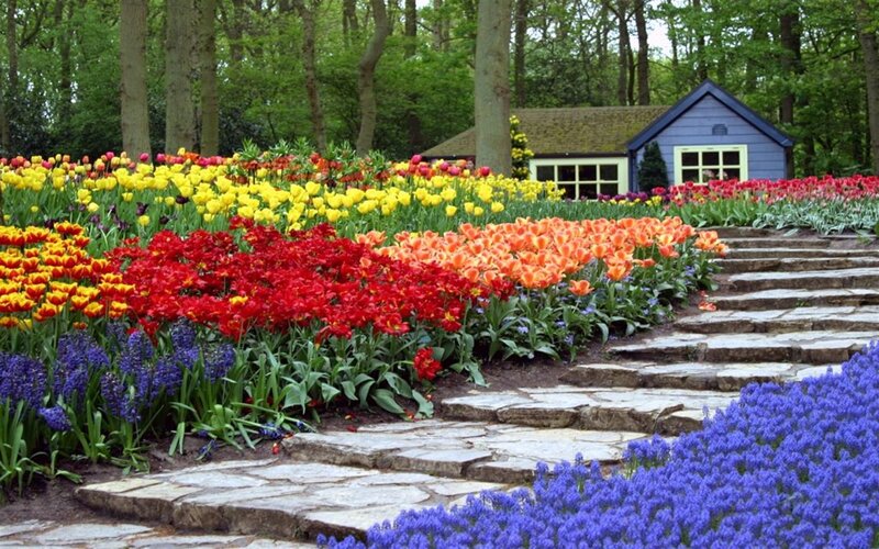 Colorful Tulip Garden — Red, Serene, Spring, Photograph, Stone Path