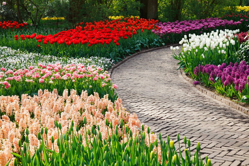 Colorful Tulip Garden — Red, Serene, Spring, Photograph, Tulips