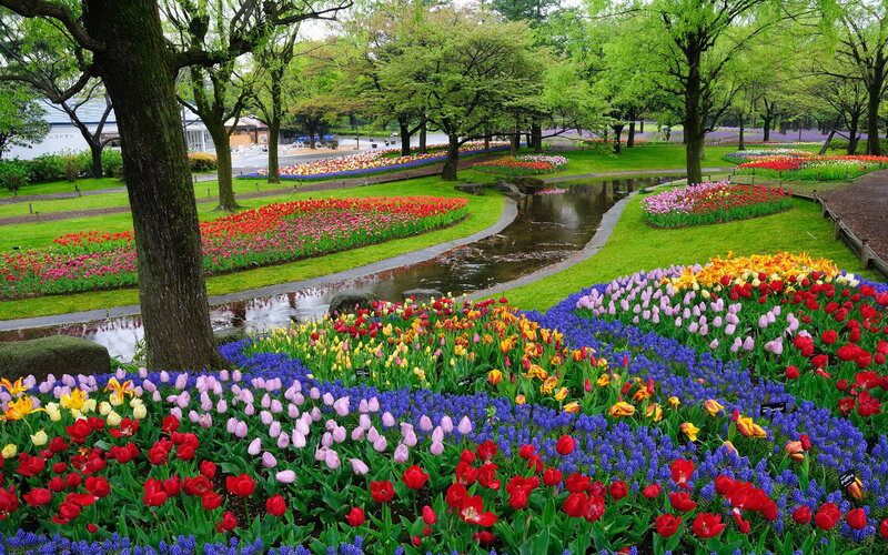 Colorful Tulip Garden — Red, Serene, Spring