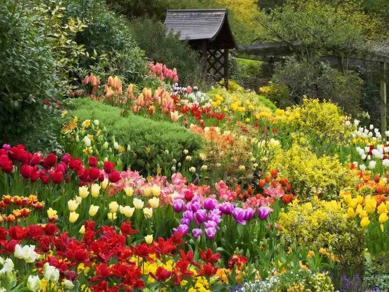 Colorful Tulip Garden — Red, Serene
