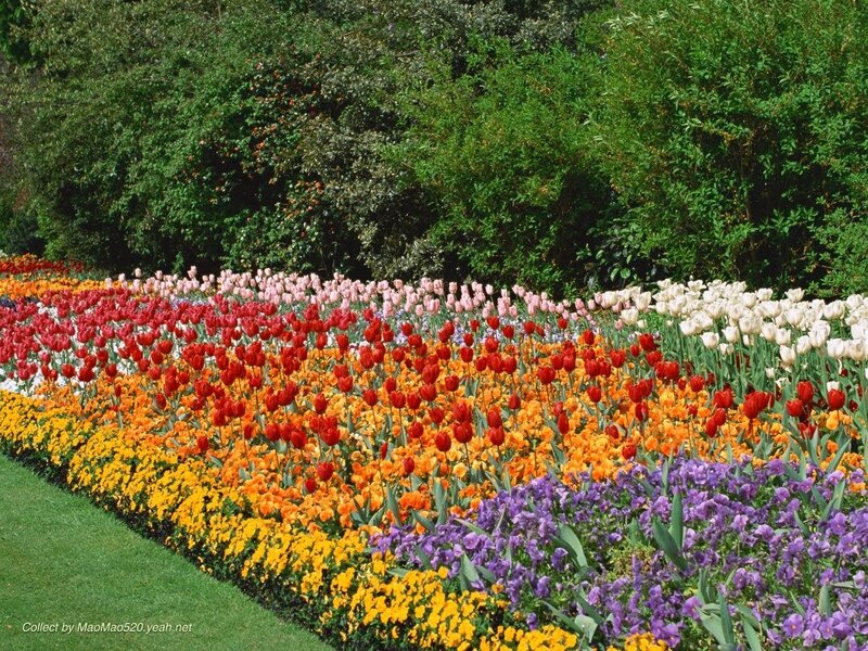 Colorful Tulip Garden — Red