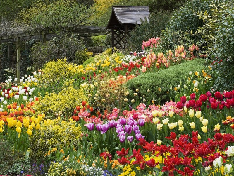 Colorful Tulip Garden — Red, Vibrant, Spring, Photograph, Flowers