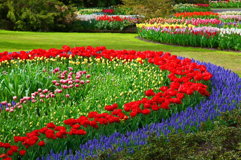 Colorful Tulip Garden — Red, Vibrant, Spring, Photograph