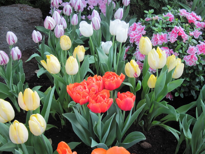 Colorful Tulip Garden — Red, Vibrant, Spring, Photograph, Tulips