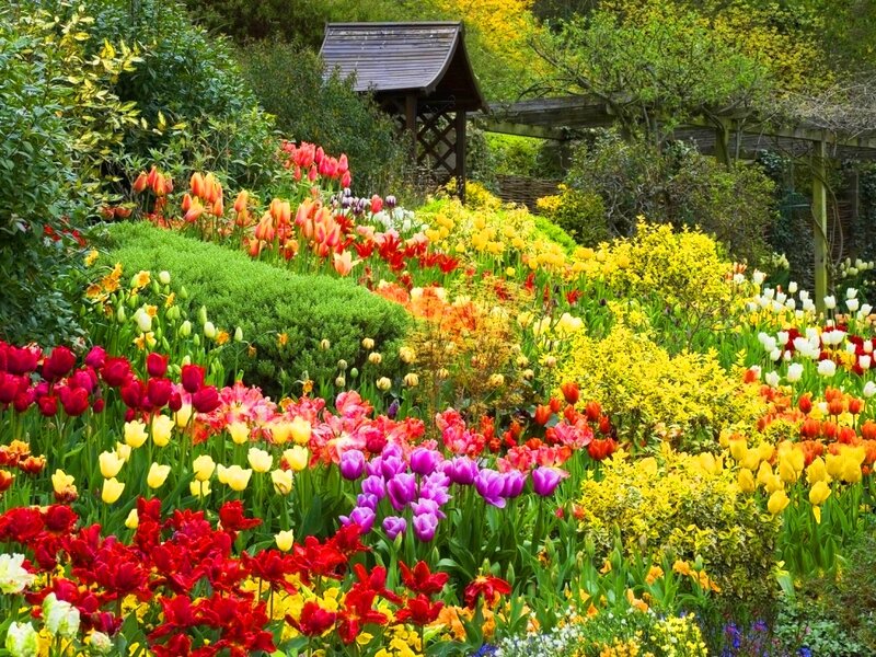 Colorful Tulip Garden — Red, Vibrant, Spring