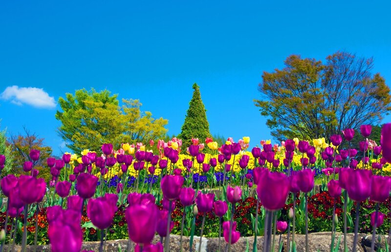 Colorful tulip garden under blue sky