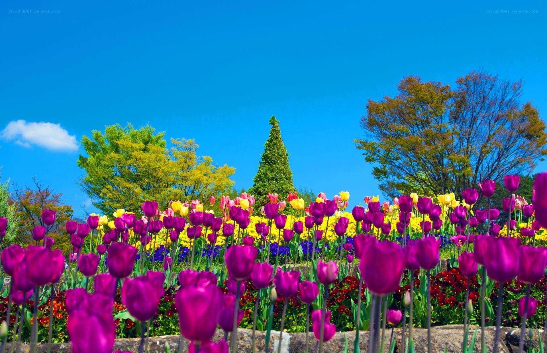 Colorful tulip garden under blue sky