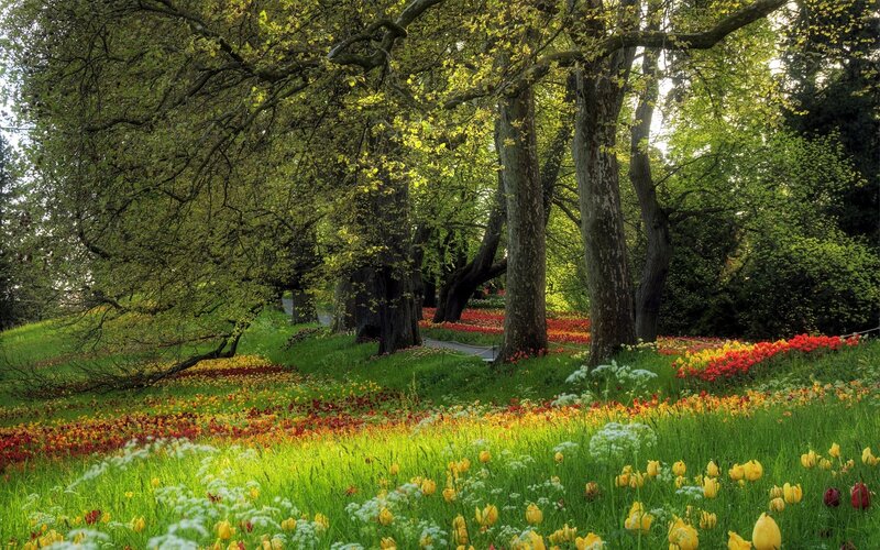 Colorful tulip garden under trees