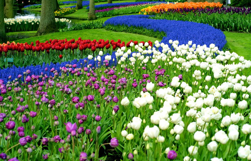 Colorful Tulip Garden — White, Serene, Spring